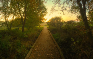 image of boardwalk trail through a prairie at dawn