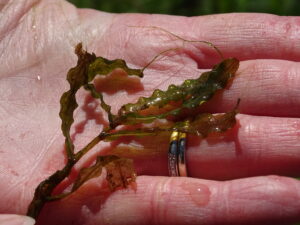 The invasive species curly leaf pondweed being held in a persons hand.