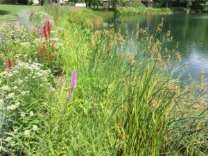 Photo of a shoreline buffer