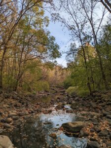 A calm fall day on Nine Mile Creek. The leaves have fallen into the creek and the creek is low.