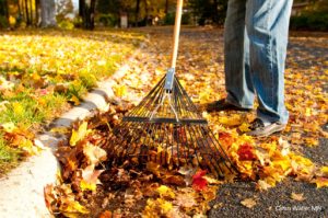 Raking up leaves out of the street