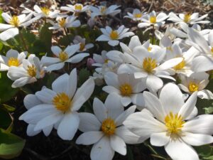 White bloodroot flowers.