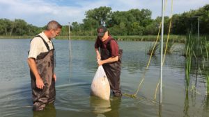Two men wearing hip waders stand in a knee deep lake. One holds a full bag of corn while the other watches.