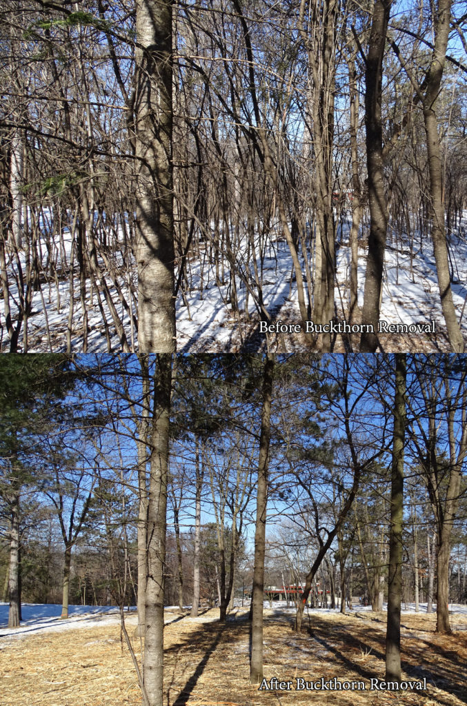 Buckthorn Removal: Before and After