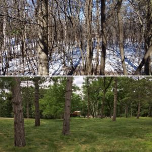 Before and after buckthorn removal phase 1 restoration area at Nine Mile Creek Discovery Point