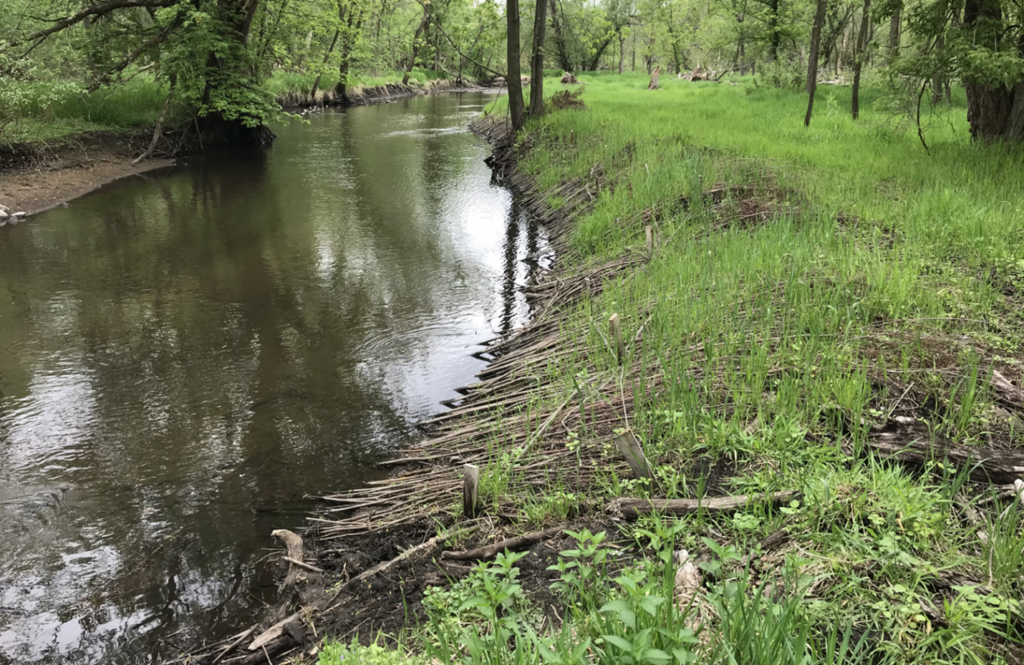 sticks and tree root balls sticking out of the outer bend of the creek. vegetation is growing up through the place sticks.