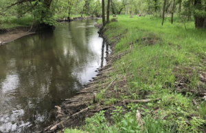 sticks and tree root balls sticking out of the outer bend of the creek. vegetation is growing up through the place sticks.