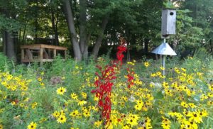 Nine Mile Creek Cost Share Grant Project: Bush Lake Shoreline Restoration