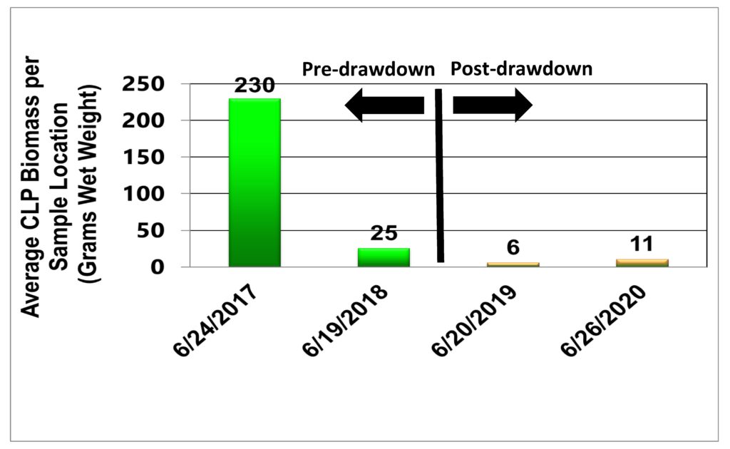 Graph comparing the average biomass of curly-leaf pondweed samples from Normandale Lake from pre- and post-drawdown surveys
