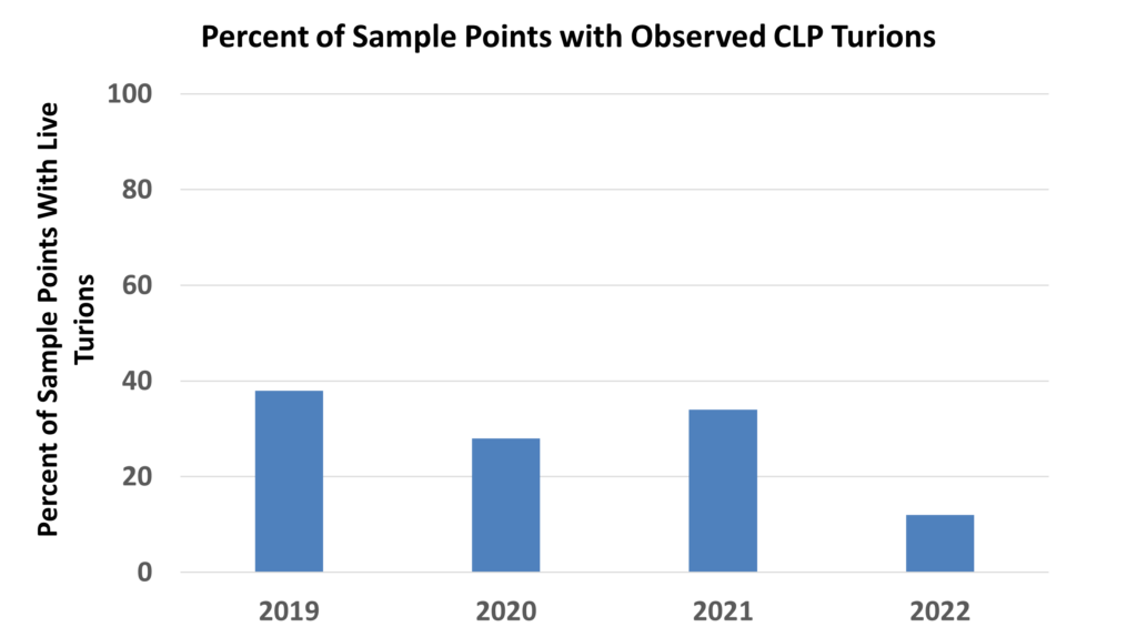 Graph of results of sample points within Normandale Lake with observed curly-leaf pondweed turions