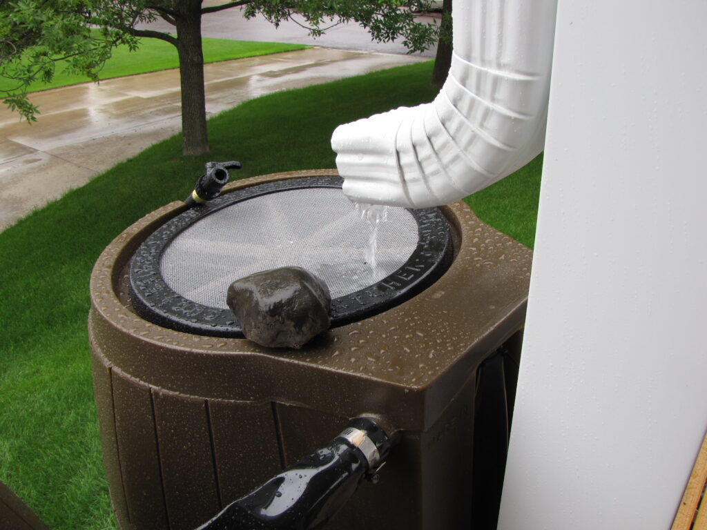 Rain water running into a rain barrel. The rain barrel is brown with a screen covering the opening and a rock on top holding the screen in place. 