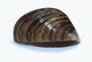 Image of a Zebra Mussel