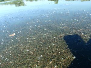 Curly-leaf-pondweed