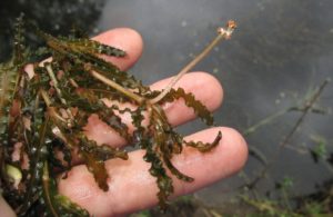 Image of Curyleaf Pondweed