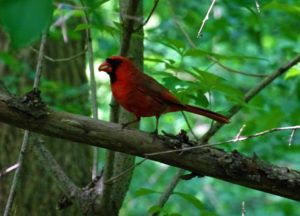 image of cardinal