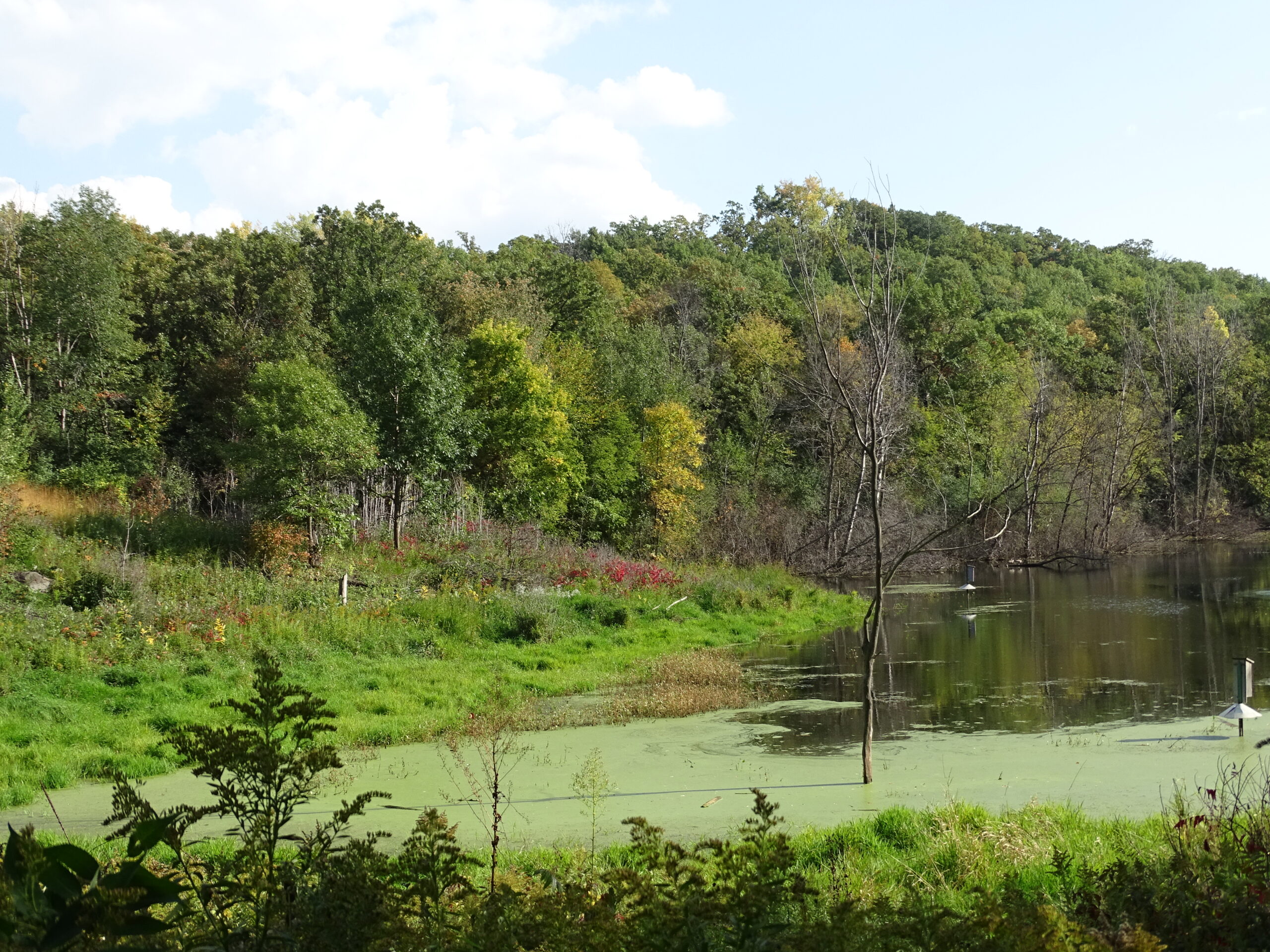 Wetland Study Nine Mile Creek Watershed District