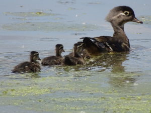 image of mother and baby wood ducks swimming in water