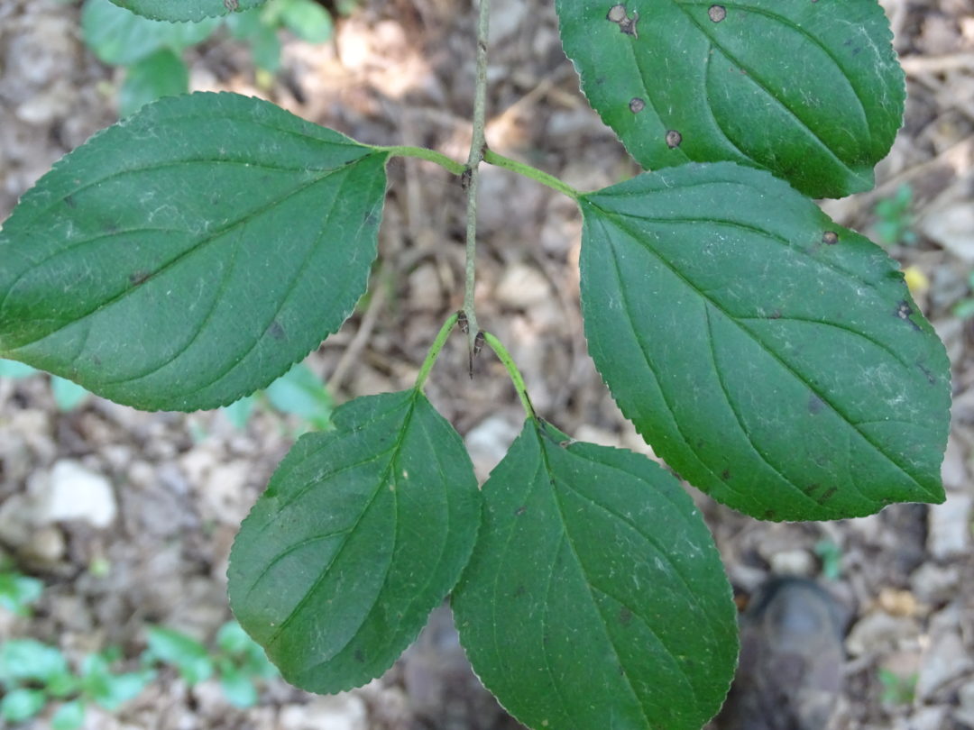branch and leaves of common buckthorn