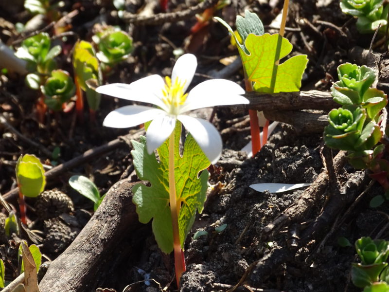 Image of Bloodroot flower