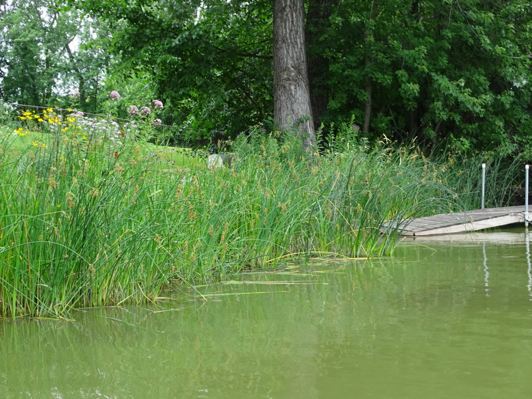 Redefining "weeds" Nine Mile Creek Watershed District