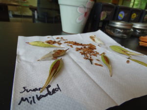 Swamp milkweed seeds drying