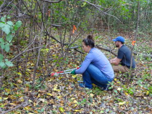 volunteers cut down buckthorn