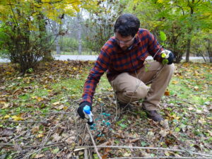 volunteer kneels to daub blue herbicide on a buckthorn tree stump