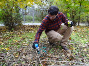 volunteer kneels to daub blue herbicide on a buckthorn tree stump