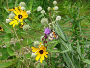 Monarch on flowers in the Discovery Point restoration