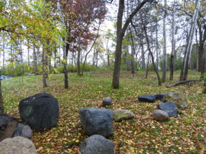 Discovery Point Buckthorn Bust After Picture