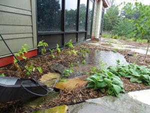 Discovery-Point-Raingarden