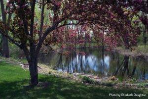 Crabapple Trees, Nine Mile Village by Elizabeth Daughton, Photo Calendar Picture