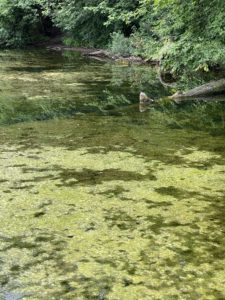 Image of filamentous algae in a lake in Bloomington