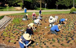 image of people planting
