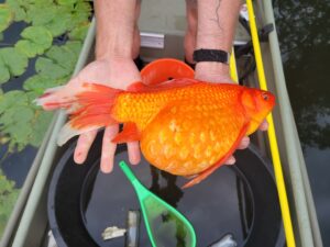 Giant goldfish on Arrowhead Lake 