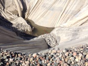 Goldfish in a temporary water storage area