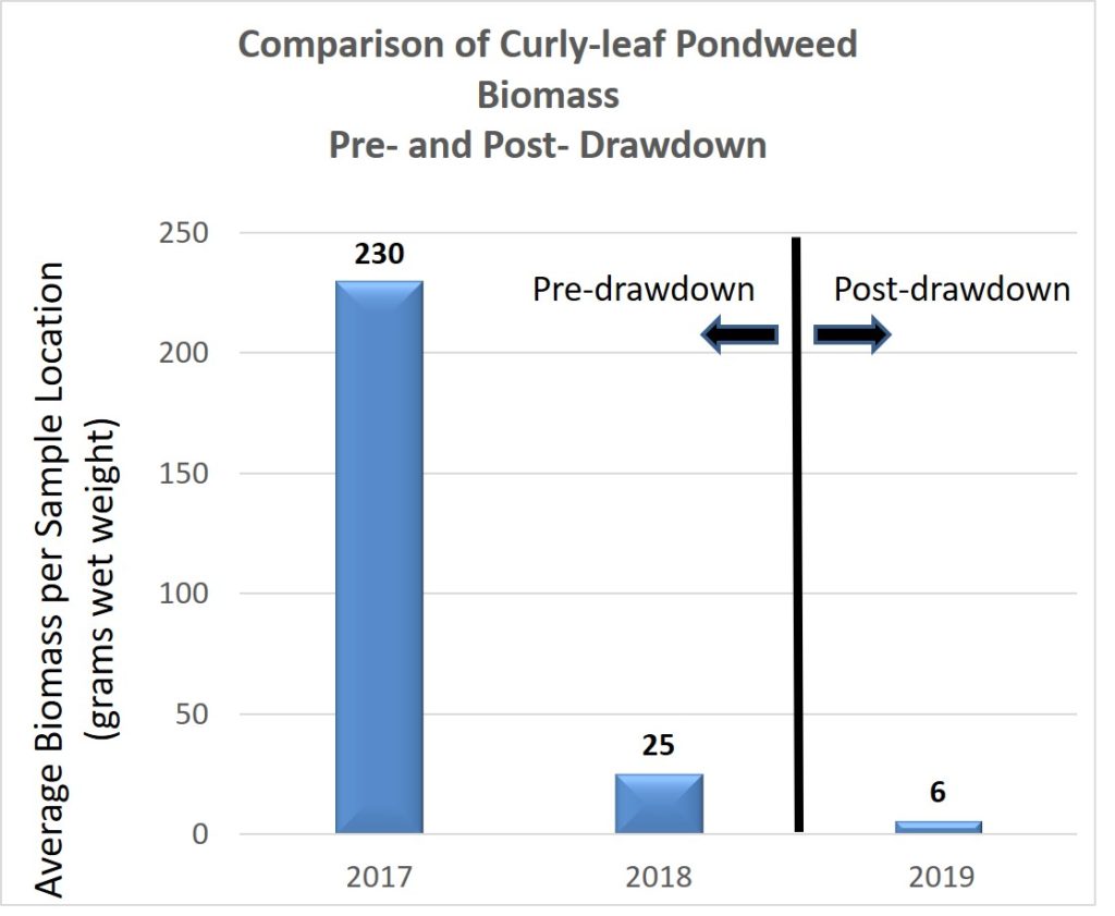 Graph-of-Curly-leaf-Pondweed-Biomass-pre-and-post-drawdown