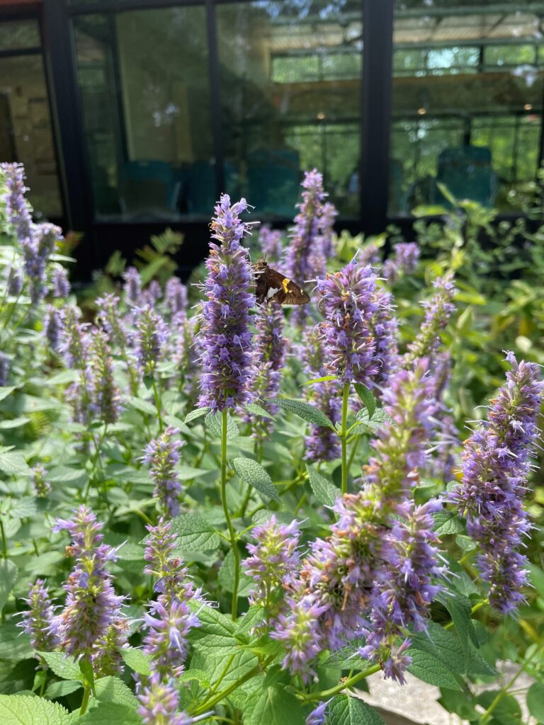 At Discovery Point, Hyssop is in full bloom with pretty purple flowers. There is a butterfly perched on the flowers. This takes place on a sunny summer day. 