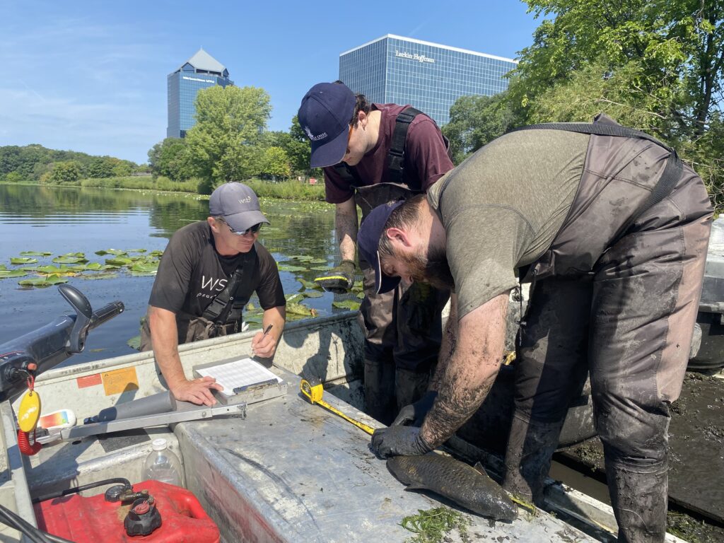 Staff members weighing and measuring carp
