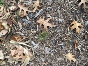 Prairie smoke plant