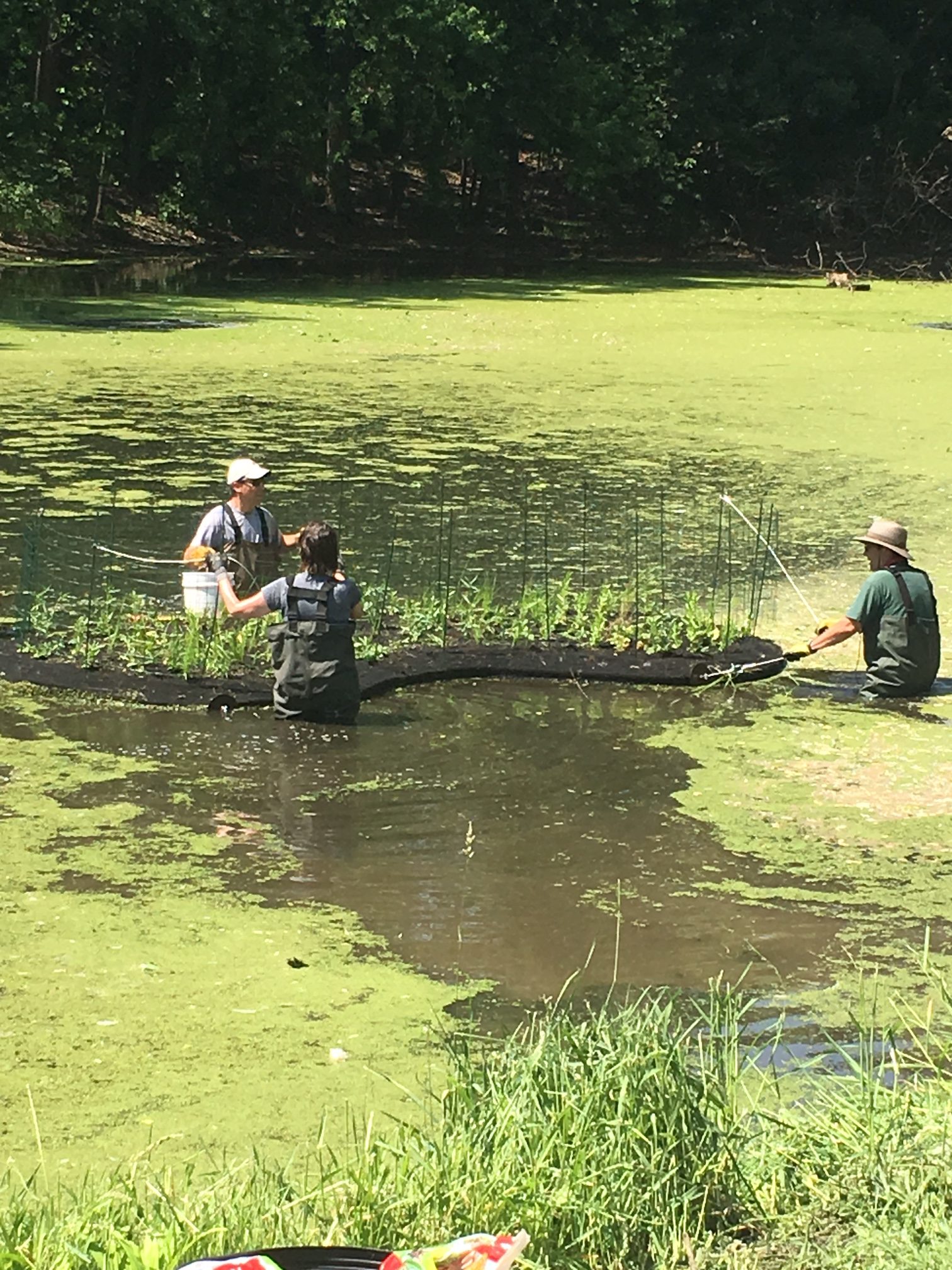 Floating Islands Launched Nine Mile Creek Watershed District