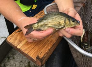 Image of a young carp