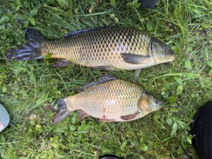 Carp and Hybrid Goldfish/Carp -Penn Lake