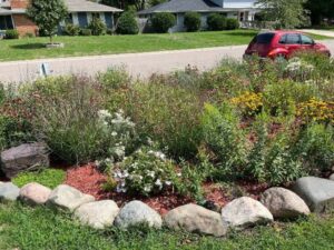 A small raingarden surrounded by rocks.