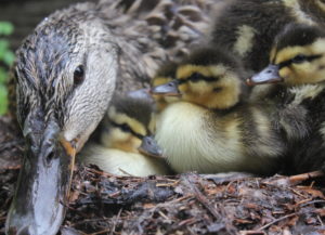 image of mallard duck with ducklings