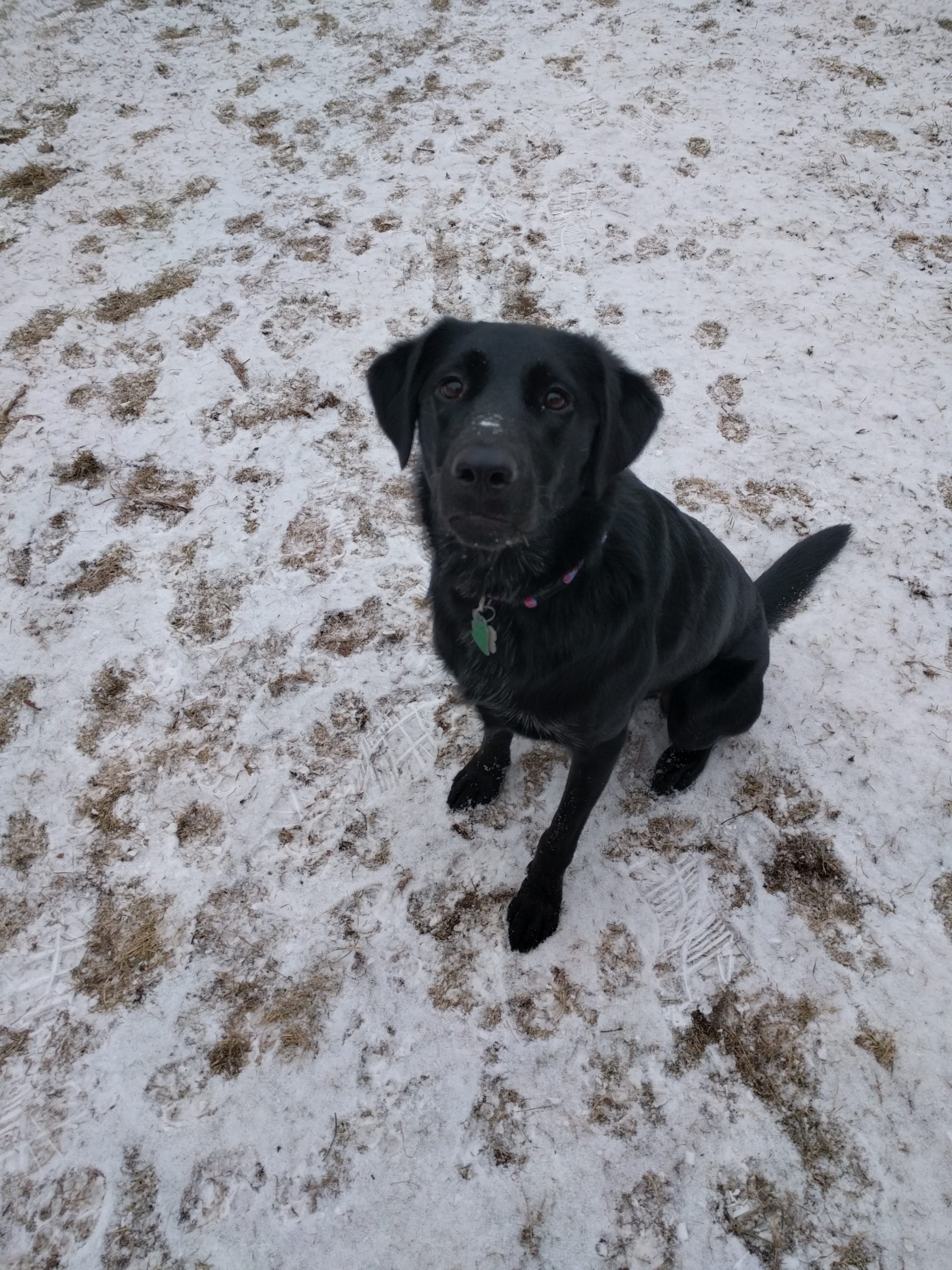 Black, floppy eared dog named Loki standing in a dusting of snow.