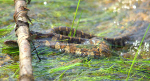snake swimming in a river