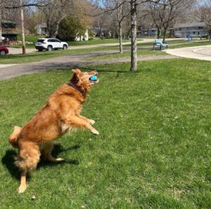 A dog jumping up to catch a toy that was thrown. The dog is playing in the grass on a sunny, summer day.