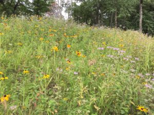 image of wild flower garden at Discovery Poiint
