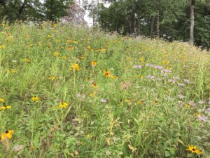 Prairie restoration area at Discovery Point